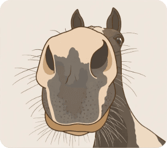 Illustration GrosNez — le museau curieux d'un cheval